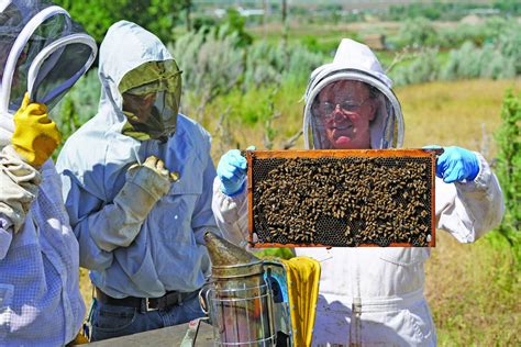 Being a Beekeeper 101 - Berthoud Weekly SurveyorBerthoud Weekly Surveyor