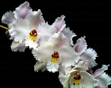 Cultivar Photo: Odontoglossum crispum 'MC400'