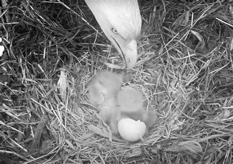 Video - Both Eggs Hatch! - Duke Farms Bald Eagle Nest Cam - SPO