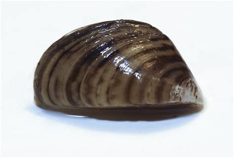 Zebra mussels discovered on aquarium plants - Nine Mile Creek Watershed ...