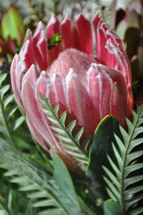 A Passion for Flowers: Autumn Protea Bouquet Recipe