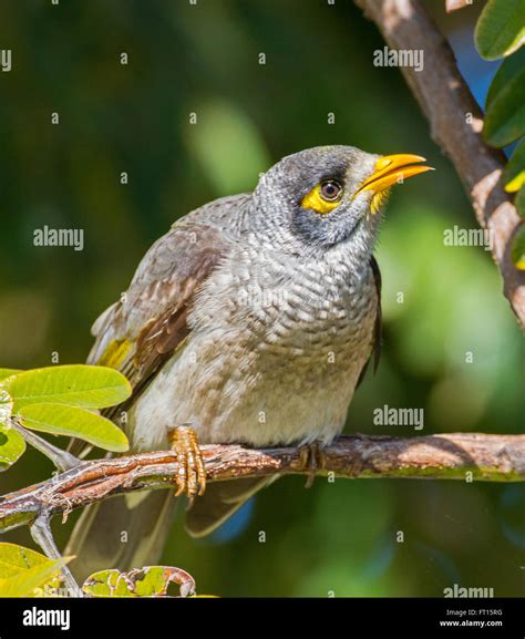 Miner birds hi-res stock photography and images - Alamy