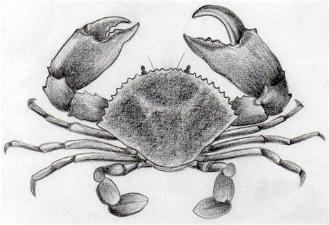 Crab Drawing