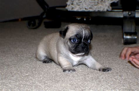 Small Pug Puppy Free Stock Photo - Public Domain Pictures