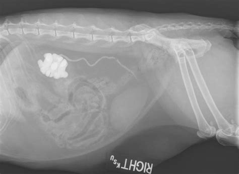 Struvite Stones In Cats Treatment