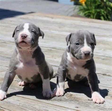 43+ American Pit Bull Terrier Breeders Pic - Bleumoonproductions