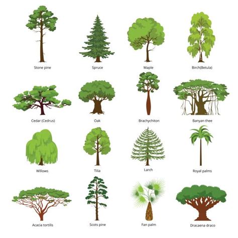 130+ Scots Pine Stock Illustrations, Royalty-Free Vector Graphics ...