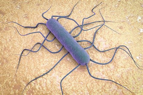 Listeria outbreaks: why they should be much rarer in ten years’ time