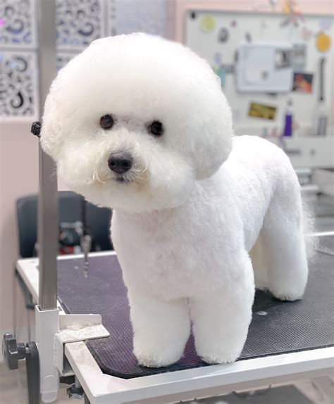 533 best Bichon images on Pholder | Bichonfrise, Doggrooming and Bichon Frise Dogs