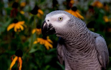 ‘Catastrophic’ decline: nearly 99% of African grey parrots wiped out in Ghana | Focusing on ...