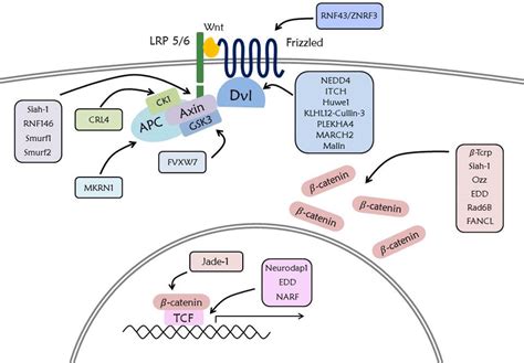 Ubiquitination in the Wnt signaling pathway. Numerous E3 ligases... | Download Scientific Diagram