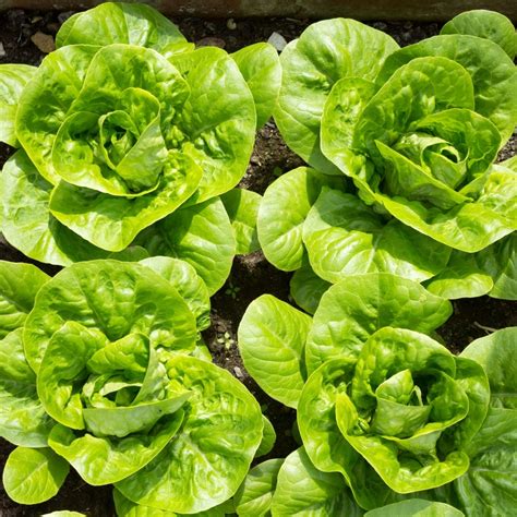 Lettuce 'Little Gem Cos' Seeds | Grow your Own | Free UK Delivery