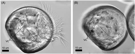 Crassostrea gigas D-shaped shell larvae (48 h post fertilization, hpf).... | Download Scientific ...