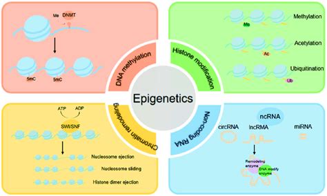 Epigenetic changes include DNA methylation, histone modification ...