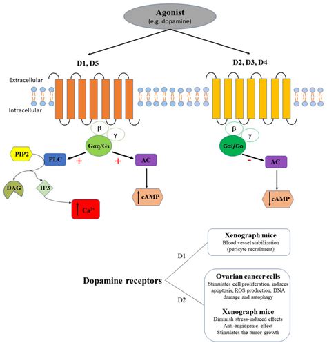 The agonist (e.g., dopamine) binds dopamine receptors. D1 and D5... | Download Scientific Diagram