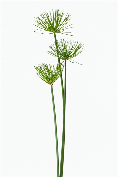 Papyrus plant isolated on white background | premium image by rawpixel ...