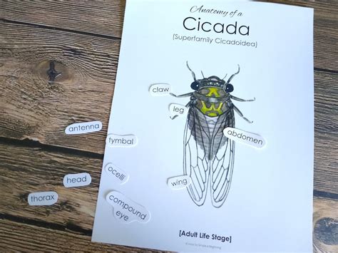 Cicada Anatomy Pack Homeschool Printable Nature Study | Etsy