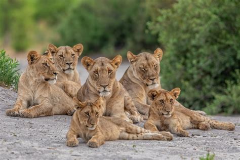 Lions and Their Unbreakable Bond with Their Prides - Lions Tigers and Bears