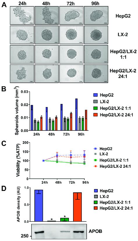 Co-culture of HepG2 and LX-2 cells enhances the compactness of 3D ...