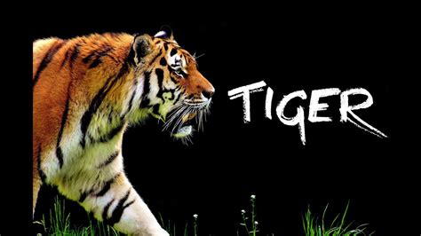 PBS Nature Documentary - Tiger (1989) - YouTube