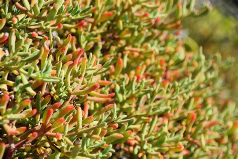 Recommended Native Groundcovers for South Florida