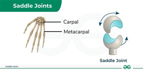 Saddle Joints - Examples, Location, Diagram & its Functions - GeeksforGeeks