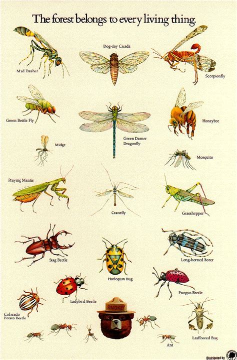 Insect identification poster from the U.S. Forestry Service. Insect ...