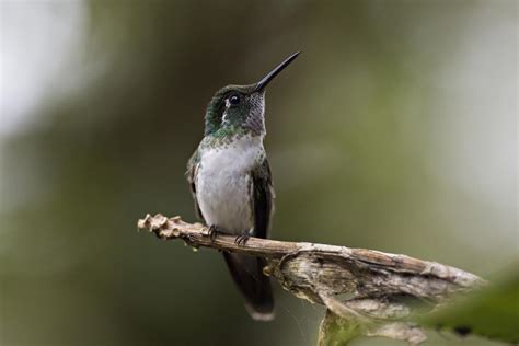 Hummingbirds of Costa Rica - CBS News