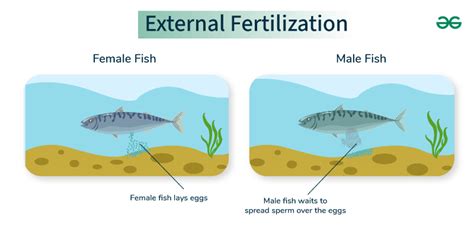 Guide to External Fertilization - Examples and Process - GeeksforGeeks