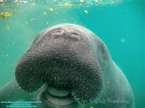 Caring for injured manatees in Puerto Rico at the Manatee Conservation Center in Bayamon - Two ...