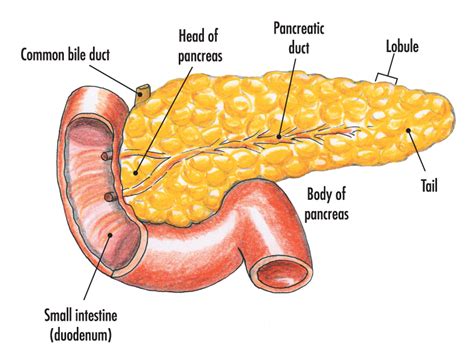 Human Pancreas Diagram