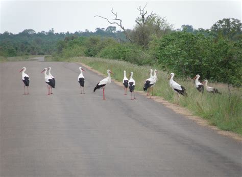 there are many birds standing on the side of the road