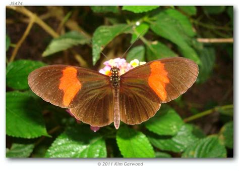 Heliconius melpomene vulcanus (live adults)