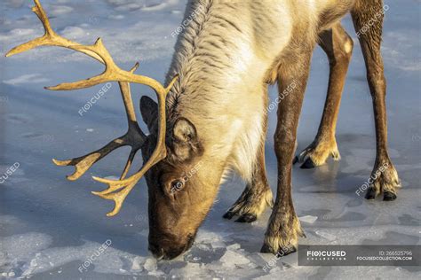 Captive Caribou (Rangifer tarandus) in snow, Alaska Wildlife Conservation Center, South-central ...