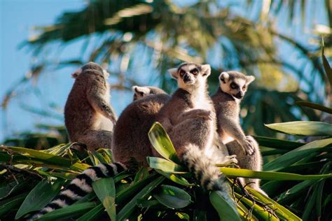 ANIMALES DE MADAGASCAR - ¡15 ejemplos con fotos!