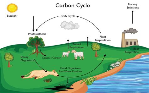 Carbon Dioxide Cycle