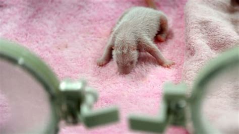 11 Amazing Animal Births Caught on Video | Mental Floss