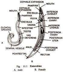 Enterobius vermicularis - Microbiology Laboratory Turkey