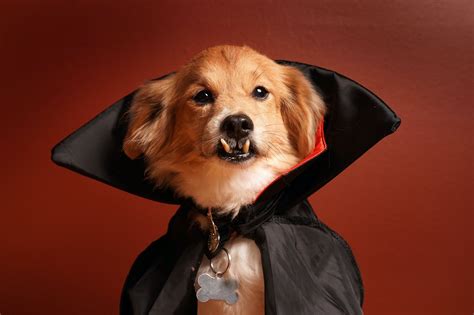 Vampire Dracula Dog Costume | mail.napmexico.com.mx