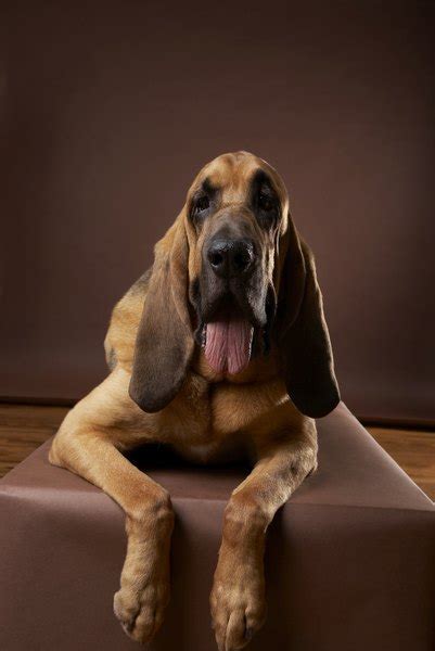 How to Housebreak Your Bloodhound - Pets