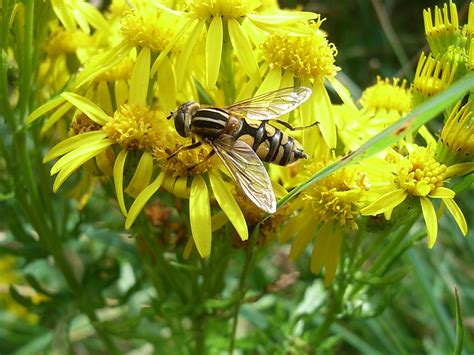 Hoverfly Identification at Haddo Country Park 28 Sept 2017