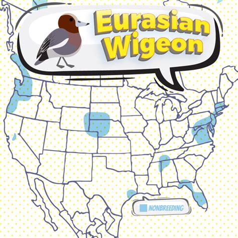 Eurasian Wigeon - Bird Watching Academy