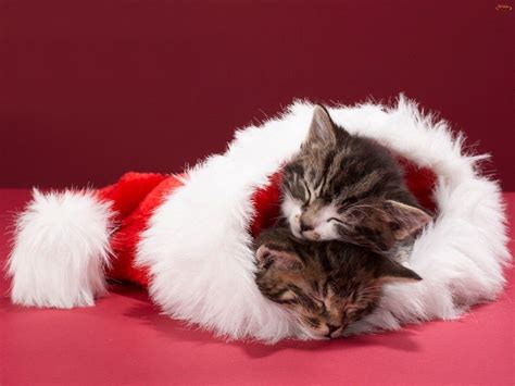 Kitten For Christmas Wallpapers - Wallpaper Cave