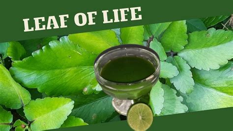 Leaf of Life for COUGHS & COLDS / BENEFITS of Leaf of Life / Earth's Medicine - YouTube