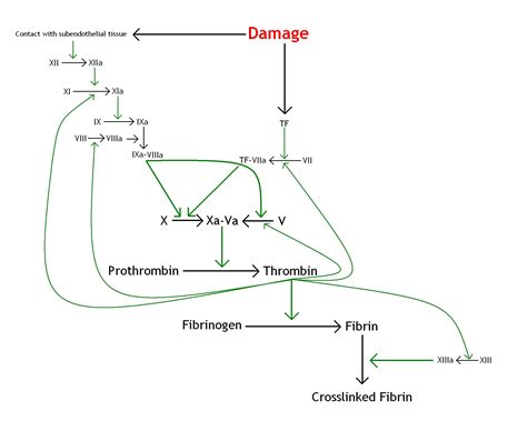 Coagulation Cascade Diagram Simple