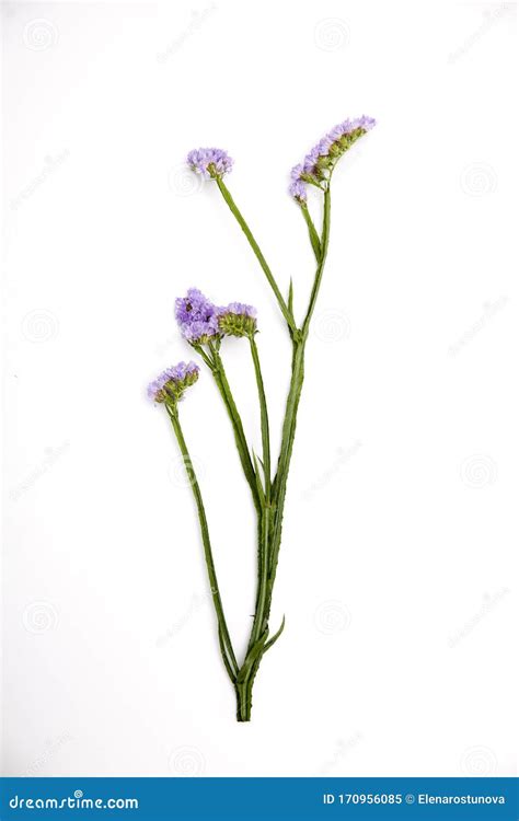 Limonium Sinuatum Crystal Dark Blue. Colorful Fresh Statice Flower Bouquet on the White ...