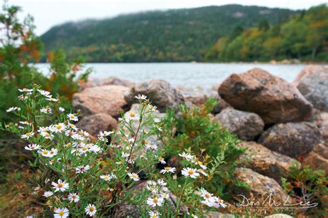 Acadia National Park Photography Guide