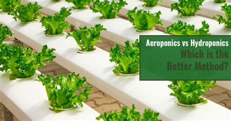 Aeroponics vs Hydroponics – Which Is the Better Method? | Greenhouse Emporium