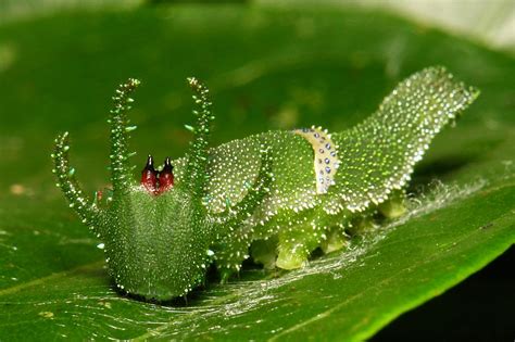 The adventures of the dragonhead caterpillar - Australian Geographic