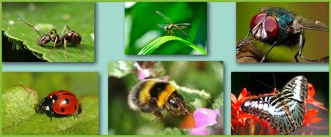 Minibeast / insect photo collection | Insect photos, Minibeasts, Insects